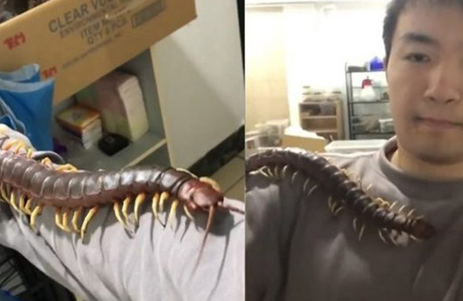 Evinde zehirli kırkayakla yaşıyor! 