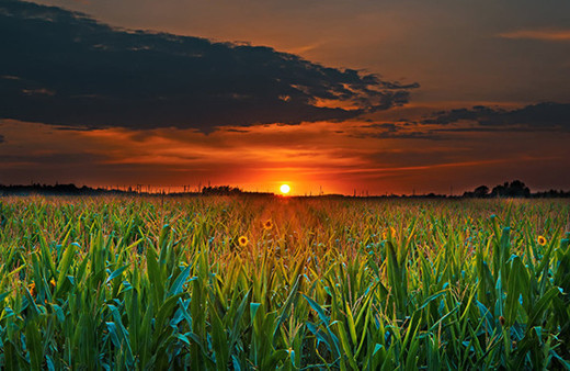 Türkiye’de en çok hangi yiyecekler üretiliyor? 