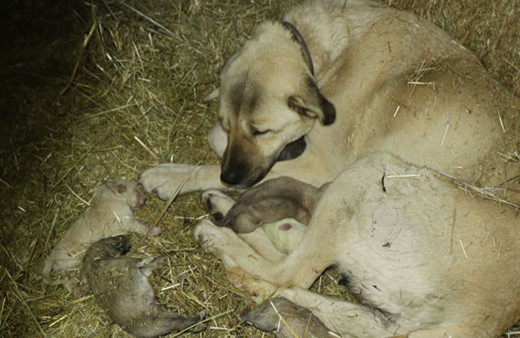 Korkunç manzara! Ahıra girdiğinde dehşete düştü