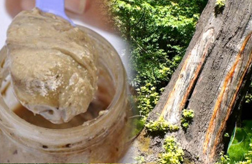 Ağaca yara açıp elde ediliyor! Bu yağın faydaları saymakla bitmiyor