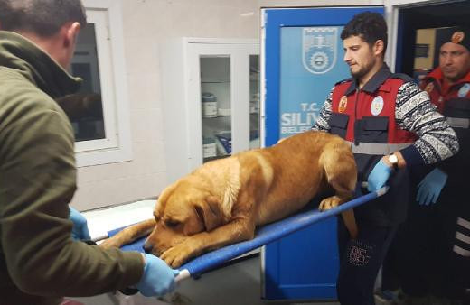 Tüfekle sokak köpeğini vurdu!