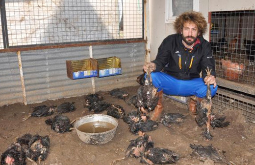 Sabah kümese gitti gördüğü manzara karşısında şoke oldu