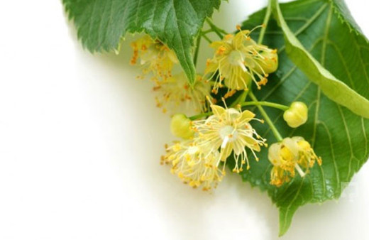 Ihlamur yaprağının bilmediğiniz faydaları