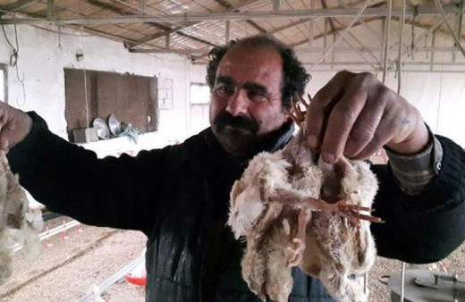 Mersin'de yemlenmeyen 2 milyon civciv telef oldu