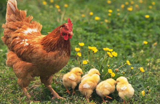 Tavuklar artık ilaç yumurtlayacak! İnsan geni yumurtaya ekledi