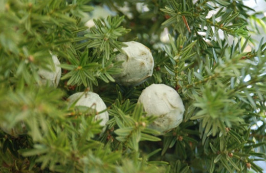 Çağın mucizesi deniliyor! Bu besinin faydaları saymakla bitmiyor