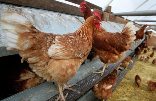 Genetikleri değiştirilen tavukların yumurtası kansere şifa olacak