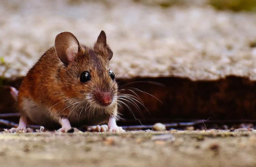 Lassa sıtması nedeniyle ölü sayısı 23'e yükseldi!