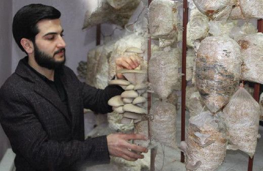 Mardinli ziraat mühendisi evinin iki odasında yetiştirdi kilosu 10 lira