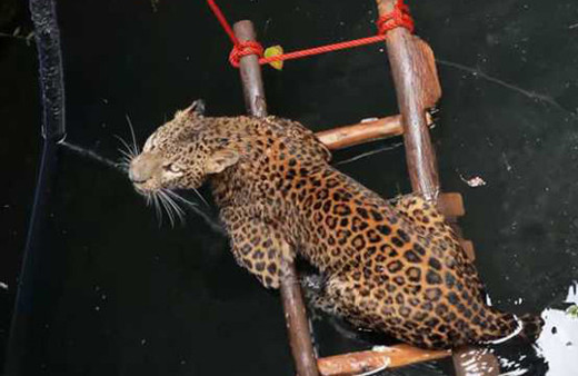 Leopar düştüğü kuyudan böyle kurtarıldı