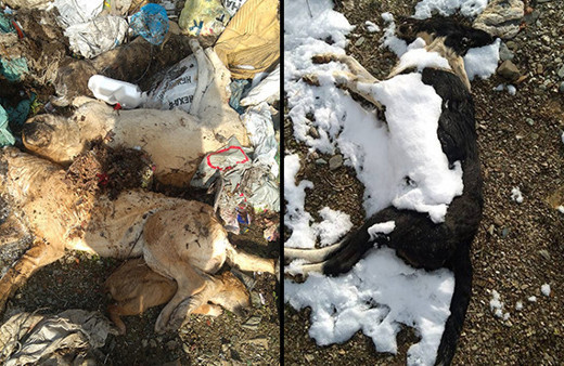 Isparta'da katliam: 30’dan fazla ölü köpek bulundu!