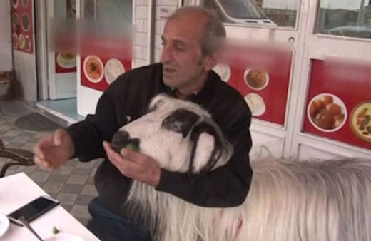Sahibiyle kahvaltı yapan keçi bir anda hayatının şokunu yaşadı! 