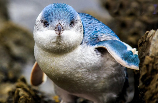 Caniler koruma altındaki mavi penguenlere dadandı