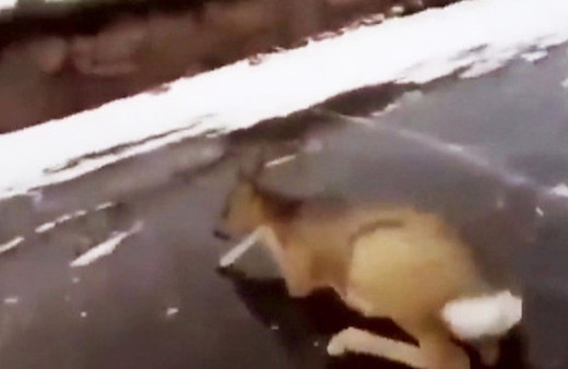 Buz tutan gölde mahsur kalan karacan böyle kurtalırdı