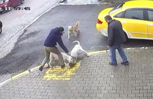 Sakarya'da sokak ortasında pitbull dehşeti! 