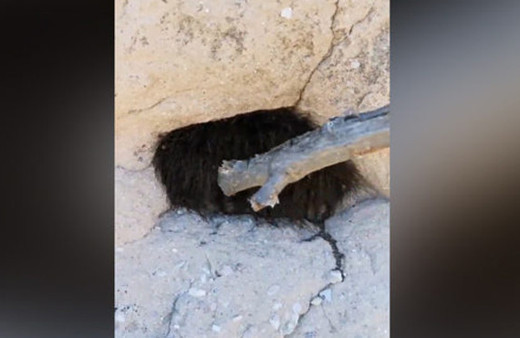 Tüylü hayvan sanıp sopayla dürttü! Gözlerine inanamadılar