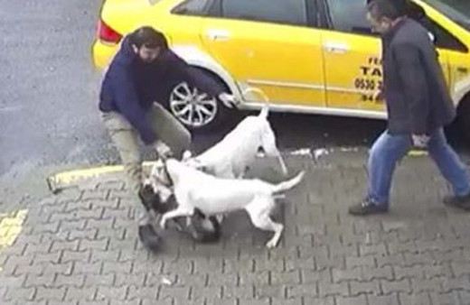 Pitbull dehşeti! Sokak köpeği kanlar içinde kaldı