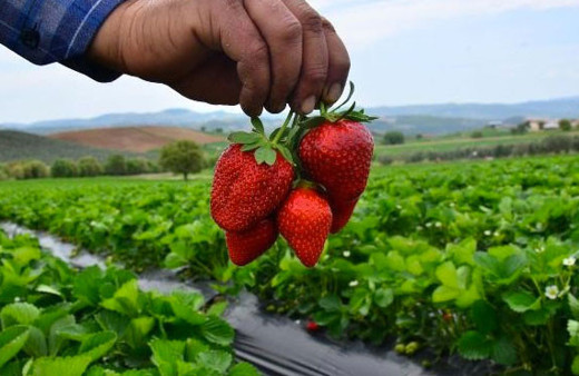 Çilekte erkek fide fiyatı 2 katına çıkardı