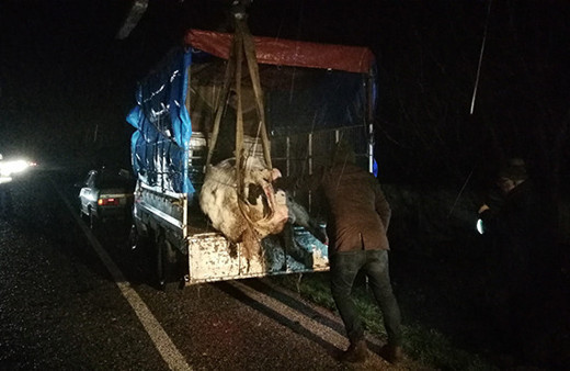 300 kiloluk inek kamyonetten kara yoluna savruldu!