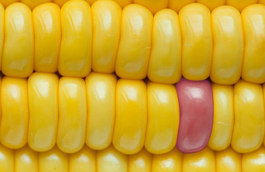 6.000 çalışma incelendi: GDO'lu mısır güvenli