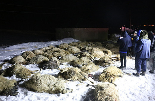 Van'da ahır çöktü: Onlarca koyun telef oldu!