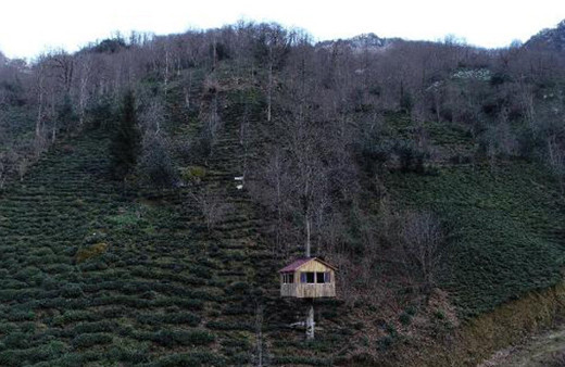 Ağacın gövdesine ev yaptı görenler hayran kaldı