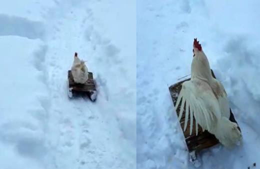 Horozun kızak keyfi kamerada