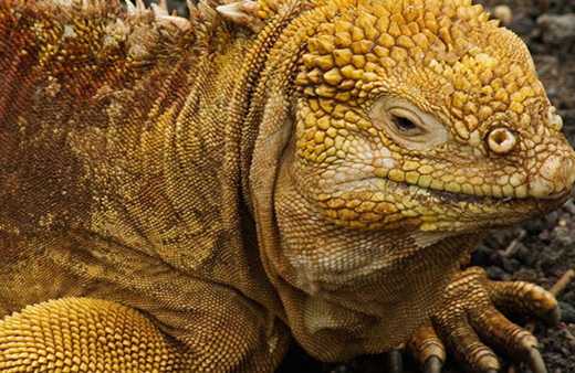 Soyları tükendi sanılıyordu 200 yıldan sonra ilk defa görüldü!