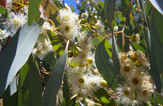 Bu bitkiyi kaynatıp 10 dakika koklayın inanılmaz faydasını göreceksiniz