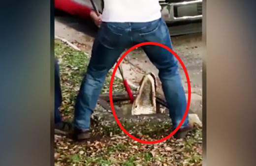 Kedisini ararken timsah buldu