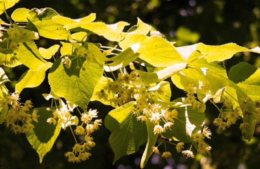 Kış aylarında en çok tüketilen bitkisel çay belli oldu