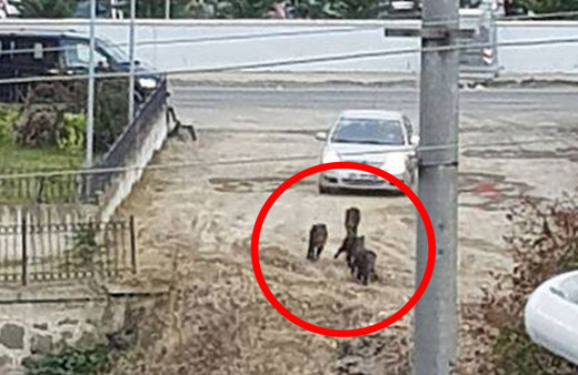 Ordu ve Kayseri'de görüldüler! Şehir merkezine kadar iniyorlar