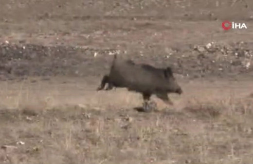 Kayseri'de aç kalan domuzlar şehre indi