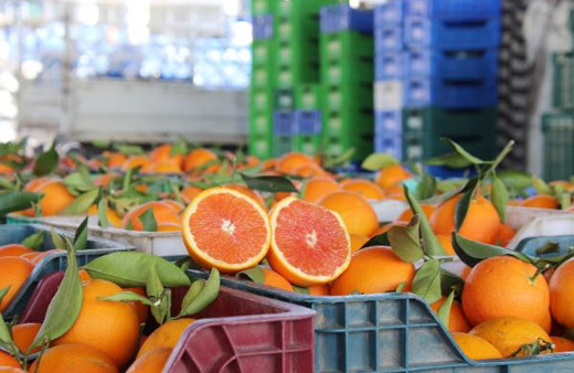 Antalya’daki fırtına portakal fiyatlarını da vurdu