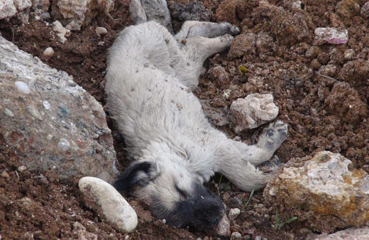 Konya'da tüyler ürperten köpek katliamı