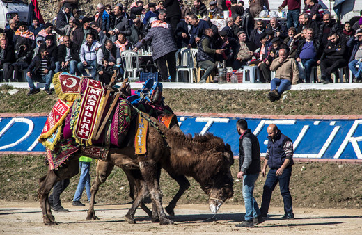 Develerin altında ezilmekten son anda kurtuldu!