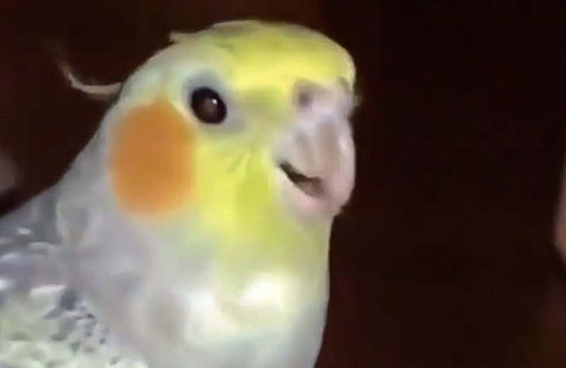 Telefon gibi çalan papağan sosyal medyayı salladı