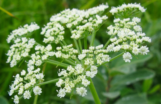 Depresyona birebir çözüm olan melek otu nasıl tüketilir?
