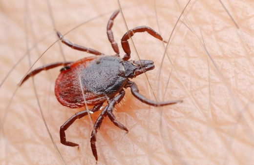 Kene ile mücadelede onlar görev yapıyor 5 bin kanatlı