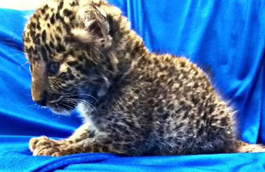 Tayland'da yolcunun valizinden leopar çıktı herkes şoke oldu!