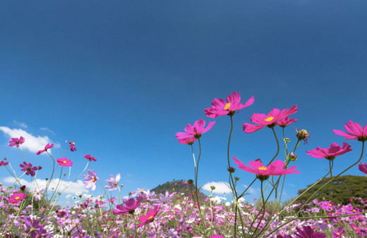İlk cemre nereye düşer 2019 ilk cemre düşmesi ne zaman? 