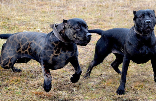 Adıyaman'da pitbull dehşeti yaşandı