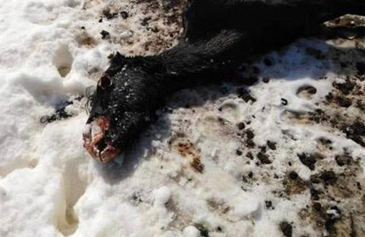 Köylüleri dehşete düşüren manzara! Yayla yolunda buldular