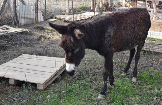 Kuyruğu satırla kesilen eşek için iğrenç iddia!