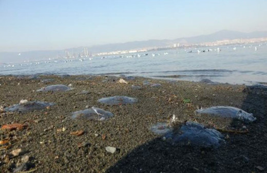 İzmit'te dehşete düşüren görüntü: Denizi  ve sahili istila ettiler 