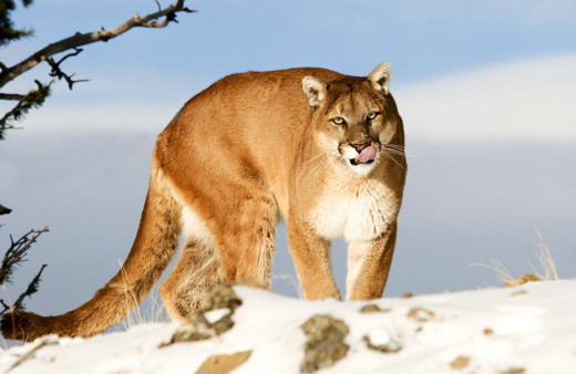 Saldırısına uğradığı dağ aslanını elleriyle boğarak öldürdü