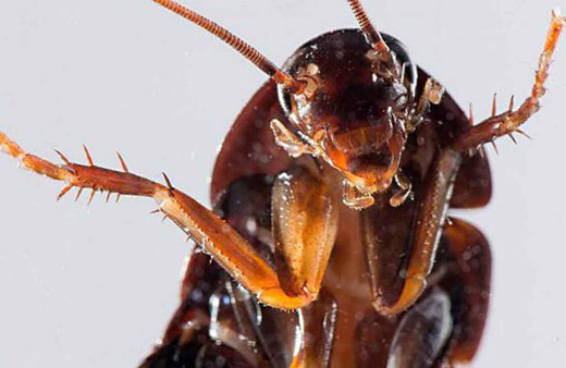 Sevgililer gününe ilginç kampanya! Hamam böceğine eski sevgilinizin ismini verin