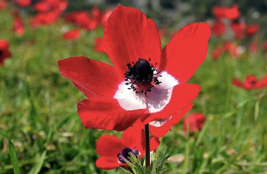 Cemre ne zaman düşecek 2019 1. cemre nereye düşer?