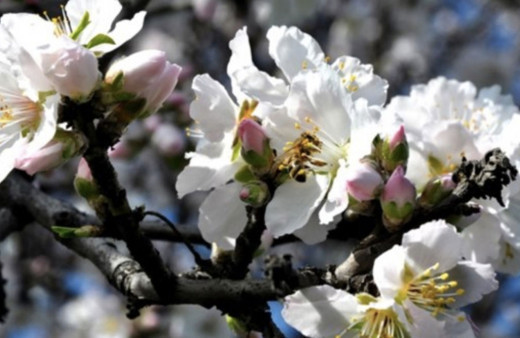 Cemre ne zaman düşecek 2019 1. cemre nereye düşer?