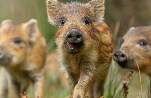 Rusya'da vahşet! 56 yaşındaki kadın beslediği domuzlara yem oldu